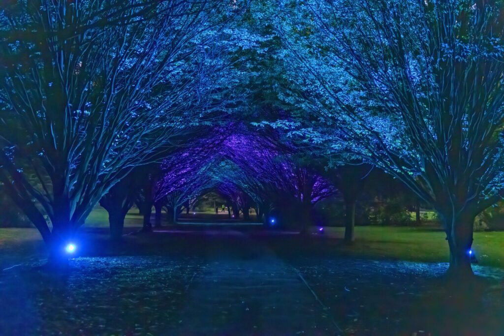 Cobtree Manor Park, Moonlit Walk