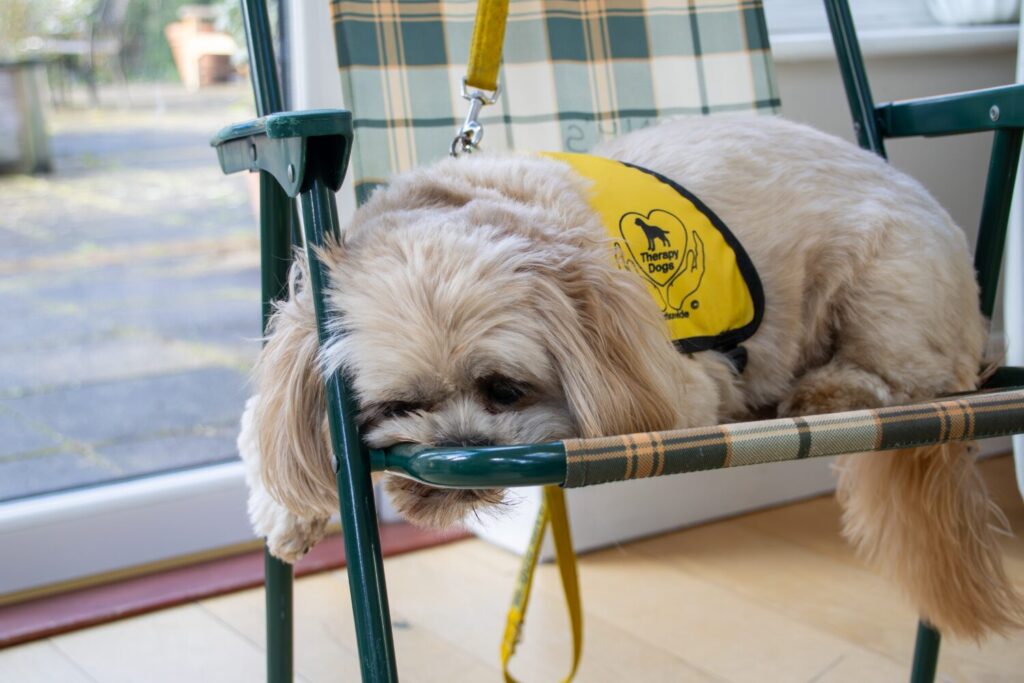 Benny, our therapy dog